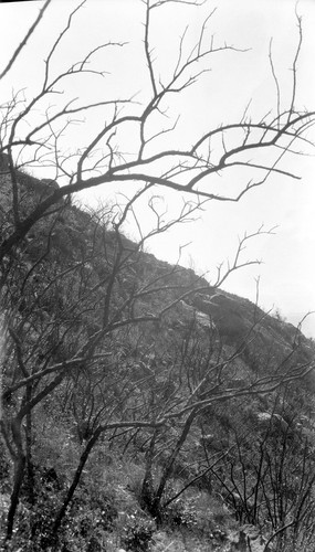 Burned monte on north slope of Mount Médano