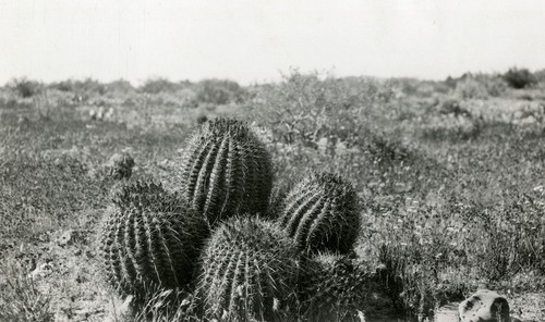 Biznaga clump in Valle de las Palmas