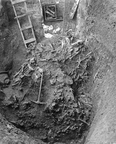 Prehistoric bones in a tar pit