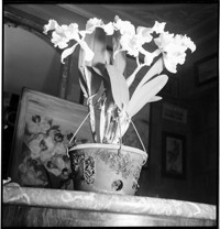 Lecoufle [Vacherot & Lecoufle, orchid growers]