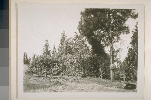 Acorn caches, mortars and houses at Ha-cha-nah; October 1905; 7 prints