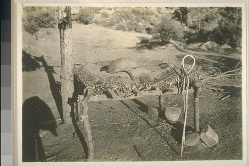 Drying and shucking acorns; 3 prints, 3 negatives