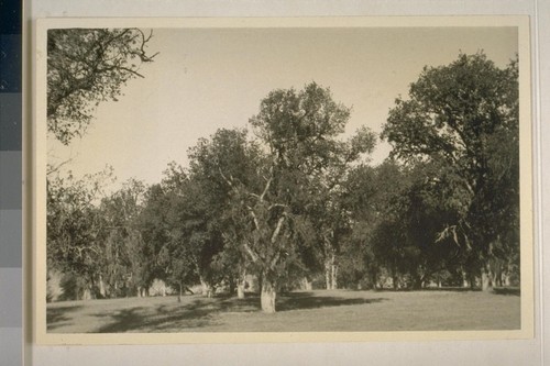 Blue oak forest, between San Antonio and Nacimiento Rivers, Calif.; October 1933; 2 prints
