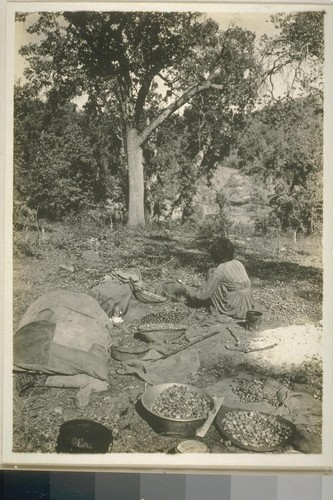 Drying and shucking acorns; 3 prints, 3 negatives