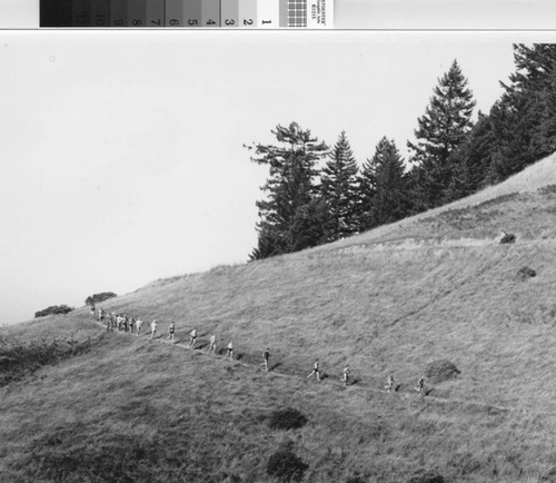 Group of runners skirting the lone tree, the highest section of the Dipsea Race course