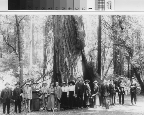 Visitors around big tree in Muir Woods National Monument