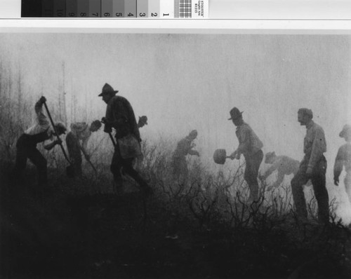 Volunteer fire fighters fighting fire on Mount Tamalpais in 1913 fire