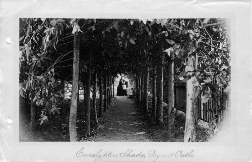 Photograph of eucalyptus path at Mills College