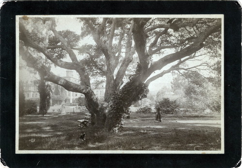 Photograph of oak tree at Mills College