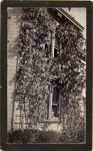 Photograph of wisteria at Mills College