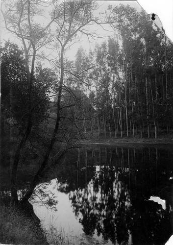 Photograph of Lake Aliso at Mills College