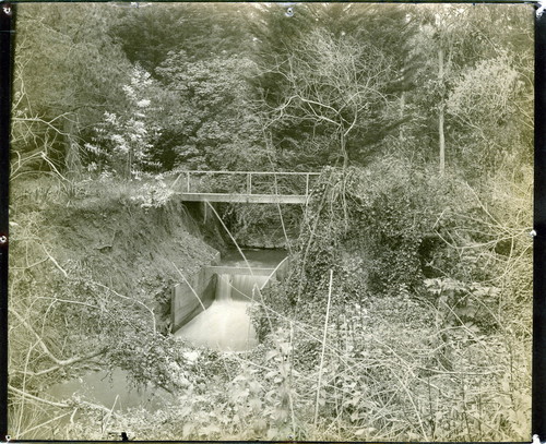 Photograph by Taber of a creek at Mills College