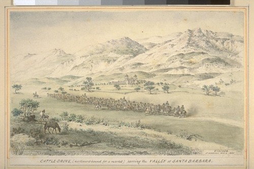 Cattle-drove (northward-bound for a market) passing the valley of Santa Barbara. (cf. Vischer Pictorial p. 115) NOTE: three ruled lines on verso