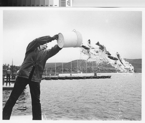 [Tom Paulson stocking Lake Mission Viejo with rainbow trout photograph]