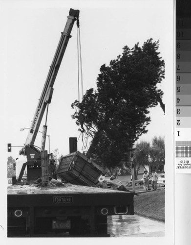 [Delivery of live Mission Viejo Christmas tree photograph]