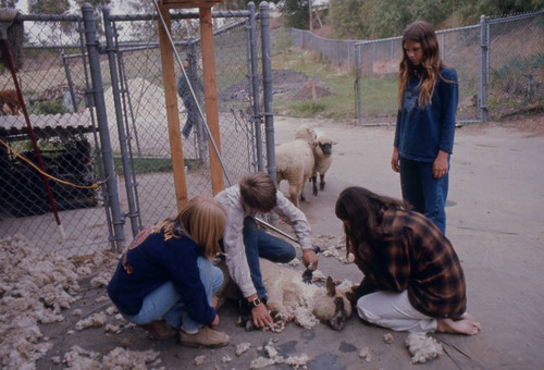 [Shearing a sheep at Mission Viejo High School's agricultural farm slide.]