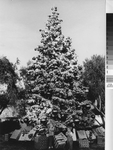 [Christmas tree, gifts, and two toddler boys photograph]