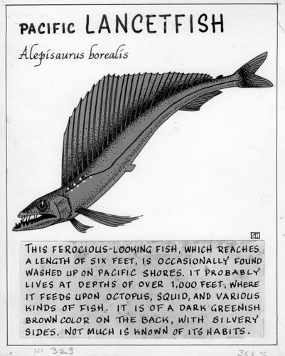 Pacific lancetfish: Alepisaurus borealis (illustration from "The Ocean World")