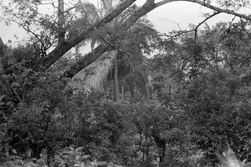 Forest view, La Chamba, Colombia, 1975