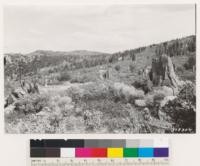 Tahoe National Forest. Carson Quadrangle, Nevada. Mt. Rose Ridge, looking south across stump forest left by early 1870 mine timber operators. Low site Pinus jeffreyi. Abies concolor and magnifica second growth