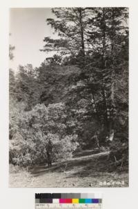 Cedar Mountain, Alameda County. Stand of Dutton Cypress. Arctostaphylos glauca in foreground