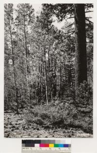 One mile east of Kit Carson Lodge Road Junction with highway. Stand of aspen and Jeffrey pine