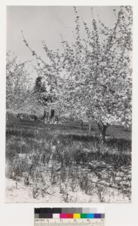 Close-up of apple orchard and cover crop on redwood land on Bonnie Doone Ridge. Note redwood trees and stump in background