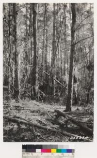 Monterey pine type at San Simeon. Approximately 40 years old. Height 100 ft. DBH of dominants 20 inches. Litter depth 6 inches. Ground cover: Rubus vitifolius, Diplacus aurantiacus, Stachys bullata. Occasional Quercus agrifolia and Rhus diversiloba