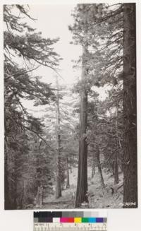 Virgin Spring, Santa Rosa Mt. Shows stand of Jeffrey pine, white fir, incense cedar, sugar pine, at head of west branch of Horsetheif Creek. Riverside Co