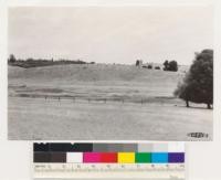 Mather Bros. Ranch. Shows timber sites cleared of interior live oak by cutting for cordwood followed by goat grazing. Note oak stumps and remnant pines. El Dorado Co