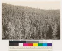 Looking south from point on Sanduskey road. Shows north slope of Oregon Creek supporting young growth stands of White fir, ponderosa pine, Douglas fir, Sugar pine and Incense cedar