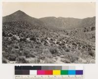 Tulare County. Looking southwest. Shows pinon and sagebrush type. Some Digger pine in association with pinon sagebrush type: Purshia glandulosa, Artemisia tridentata, Eriogonum fasciculatum. Occasional Ephedra sp., Chrysothamnus sp., Stenotopsis sp., Senecio sp