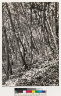 El Sereno ridge. Shows interior view of woodland type of madrone and California laurels. Litter 3" deep. Understory of Holodiscus discolor, Quercus wislizenii, Rhus diversiloba, Photinia arbutifolia