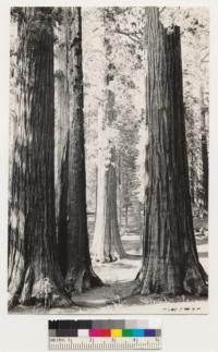 View of Sequoia gigantea stands. Note Dr. Von Ciriacy in picture. Sugar pine and white pine