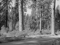 By road to Hearst Ranch about 5 miles SE of McCloud. Old growth-young growth stand of old ponderosa pines and young trees of white fir, ponderosa pine, Douglas fir and Incense cedar in order of abundance. Site 175-200. Arctostaphylos patula, Ceanothus cordulatus as semi-dense understory. No hardwoods present