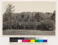 Two miles east of Pine Grove. Looking NE at brushfield of Arctostaphylos viscida, on deforested ponderosa pine site. Amador County