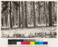 Site III. Ponderosa pine type. Ground cover: Wyethia mollis, Ceanothus prostratus, Purshia tridentata, Arctostaphylos patula. Within proposed Lava Beds Natural Area