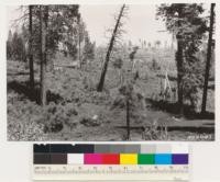 Omo Ranch road. Timberland chaparral resulting from fire in ponderosa pine type in 1925. Species: Ceanothus integerrimus, Ceanothus cuneatus with some Arctostaphylos viscida and Chamaebatia foliolosa. El Dorado Co