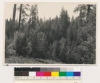 Three miles WNW of Camptonville. Conifer-hardwood mixed type. Conifers are semidense, mostly young growth with a scattering of old trees. Species: Pseudotsuga taxifolia, Pinus ponderosa, Quercus kelloggii, Arbutus menziesii. Assoc. spp.: Pinus lambertiana, Abies concolor, Lithocarpus densiflora. (Air photo 119-58)