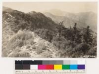 Looking northwest along Ridge leading to Kitchen Peak. Fringe of bigcone spruce on Quercus chrysolepis on north slope near Ridge Line. Open desert chaparral on left head waters of White Water and mission in background