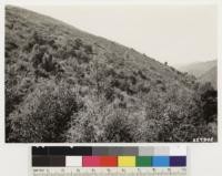 Looking west shows woodland chaparral type of Umbellularia californica, Quercus agrifolia, Ceanothus sorediatus. At upper left formation blends into Adenostoma fasciculatum, Ceanothus papillosus. Assoc species: wild currant, Lotus scoparius, Rhus diversiloba, Sphacele calcina