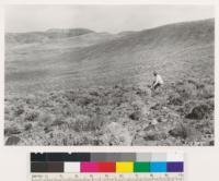 Reno Quadrangle, Nevada. Looking northwest Atriplex confertifolia in foreground, Sarcobatus baileyi in swale and Atriplex with Bromus tectorum on scab land beyond