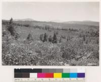 Looking northwest at expanse of timberland chaparral composed chiefly of Arctostaphylos patula, Ceanothus cordulatus and Purshia emarginata. Snags bear evidence of former forests of White fir with some ponderosa pine