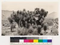 Tree Yucca, a constituent of sagebrush near Onyx, Kern County