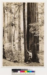 North slope of Butano Ridge. Example of the best of the remaining virgin Redwood in San Mateo County. Diameter range from 3 to 7 feet. Tallest trees about 300 ft. high. Tanbark oak, Vaccinium ovatum and sword fern. Douglas fir in adjacent areas