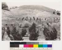 Looking northeast across Monterey pine plantation about 10 years old on Rolph ranch on Skyline Highway. Note damage to trees as a result of over grazing and over crowding of animals on area