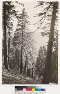 Big Pine Mountain. Stand of sugar pine, white fir. Large sugar pine at left of center is 60 inches DBH and 171 feet tall. Ground cover consists of a Lupinus sp. and a Umbelliferae sp