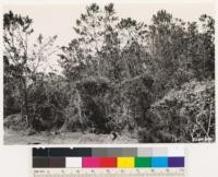 San Ysidro Mountains, Shows Arctostaphylos otayensis (indicated by 3' rule) in Cupressus forbesii type. Other associates: Arctostaphylos bicolor, Arctostaphylos glandulosa, Cercocarpus betuloides, Ceanothus oliganthus, Comarostaphylos, Chamaebatia foliolosa australis