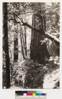 Interior views of Redwood-Douglas fir type on south slopes of Butano Ridge. Dense undergrowth of Tanbark oak