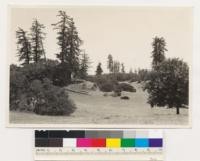Pine Mt. area east of Cloverdale. Sugar pine-black oak type. Shrubs: Arctostaphylos manzanita. Sonoma County